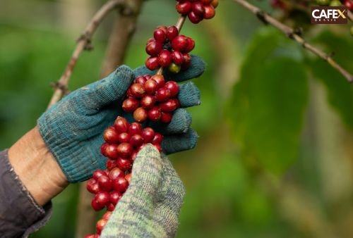 Colheita de café Cafex